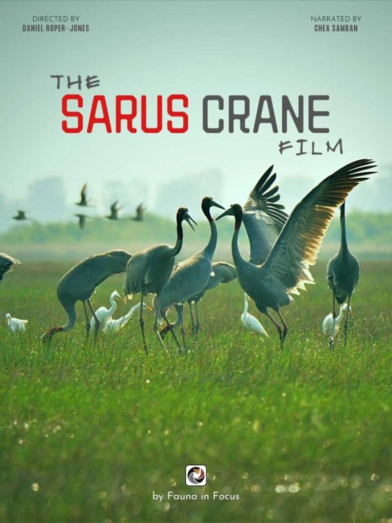 The Sarus Crane Film​