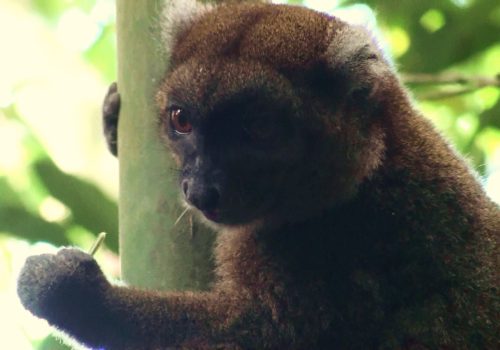 Prolemur simus, the greater bamboo lemur. Rediscovered by Dr. Patricia Wright after it was presumed extinct.