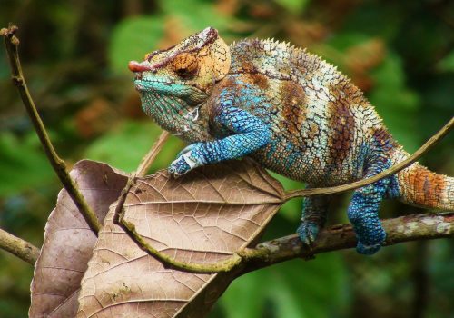 A large chameleon photographed from the canopy observation platform at Centre ValBio. I cannot remember the species name.