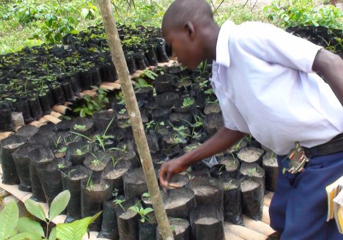 One of my students caring for our seedlings at the new tree nursery built at the local school.