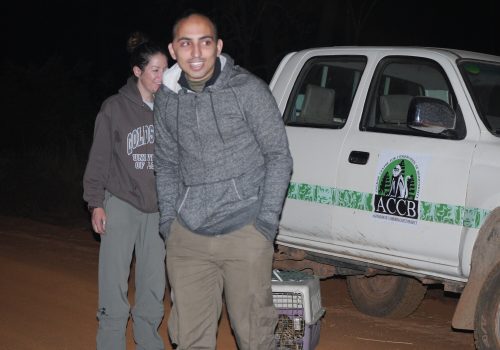 Getting ready to release a rescued leopard cat back into the wild.