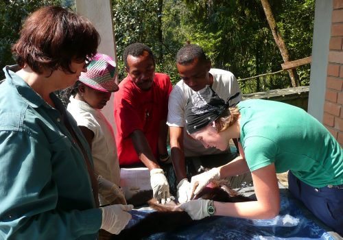 Bluegreen’s necropsy after her mysterious death. One of the longest studied sifakas.